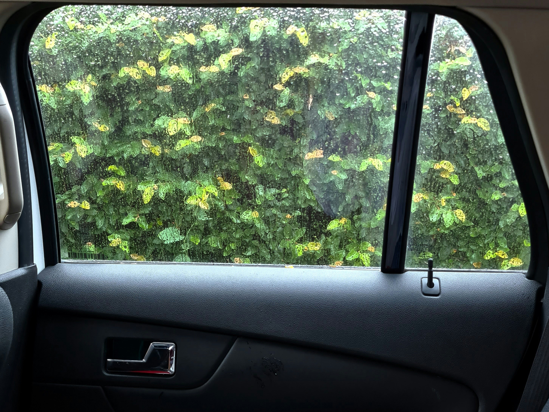 Saubere Autoscheibe wird gepflegt